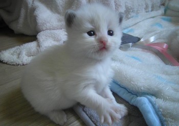 femelle blue bicolour RESERVEE - Chatterie Ragdolls du Val de Beauvoir